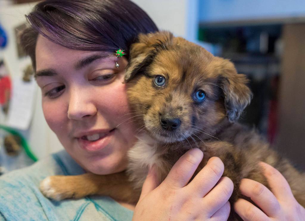 Melanie Chamberlin, vice president of Southeast Alaska Organization for Animals, holds a blind puppy named Lucy at a animal foster home in Juneau on Thursday, Nov. 30, 2017. Lucy is from a litter rescued from Prince of Wales by the organization. (Michael Penn | Juneau Empire)