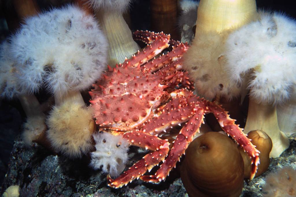 A juvenile crab hides from predators in a group of anemones. (Art Sutch | Courtesy Photo)
