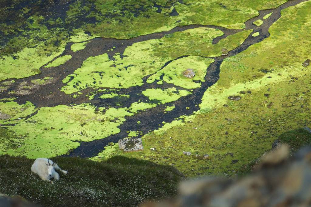 A goat looks up toward the top of Blackerby Ridge in Juneau in 2014. Photo by Mary Catharine Martin.