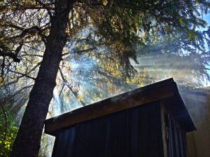 Light streams in through the trees above Mickey&rsquo;s Fish Camp in Wrangell. Photo by Vivian Faith Prescott.