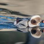A long-tailed duck cruises in the harbor. (Photo by Kerry Howard)
