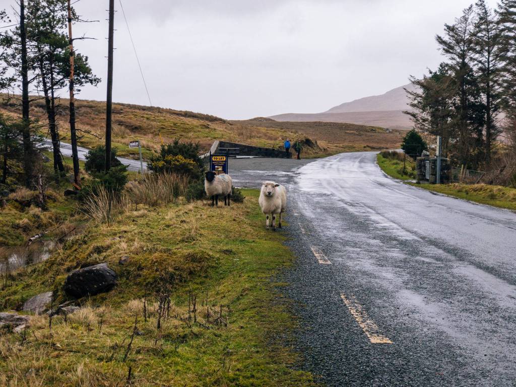 Found some hitchhikers. (Photo by Gabe Donohoe)