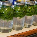 Spruce tips infuse their flavor into water. Photo by Vivian Mork.