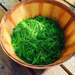 A bushel of spruce tips. Photo by Vivian Mork.