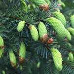 Spruce tips emerge in the spring. Photo by Vivian Mork Yeilk&rsquo;.