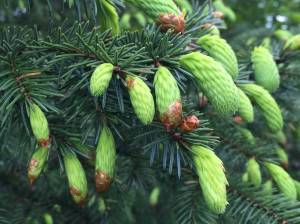 Spruce tips emerge in the spring. Photo by Vivian Mork Yeilk&rsquo;.