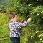 Jonah Hurst of Wrangell, the author&rsquo;s nephew, picks spruce tips. Courtesy image.