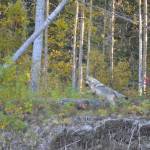 A wolf pup tries to catch up with its pack on the Nisutlin River. Photo by Bjorn Dihle.