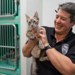 Animal Control Officer Karen Wood holds one of 27 cats rescued from a Juneau home last week at the Gastineau Humane Society on Thursday, Jan. 11, 2018. The first batch of cats will be available for adoption on Monday with more later in the week. (Michael Penn | Juneau Empire)