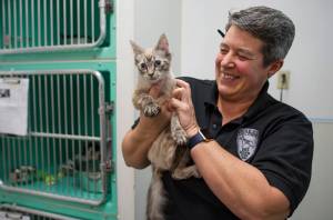 Animal Control Officer Karen Wood holds one of 27 cats rescued from a Juneau home last week at the Gastineau Humane Society on Thursday, Jan. 11, 2018. The first batch of cats will be available for adoption on Monday with more later in the week. (Michael Penn | Juneau Empire)