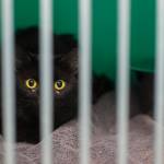 One of 27 cats rescued from a Juneau home last week at the Gastineau Humane Society on Thursday, Jan. 11, 2018. The first batch of cats will be available for adoption on Monday with more later in the week. (Michael Penn | Juneau Empire)