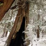 A fire tree in winter in Clover Passage north of Ketchikan. Image courtesy of Henrikson.