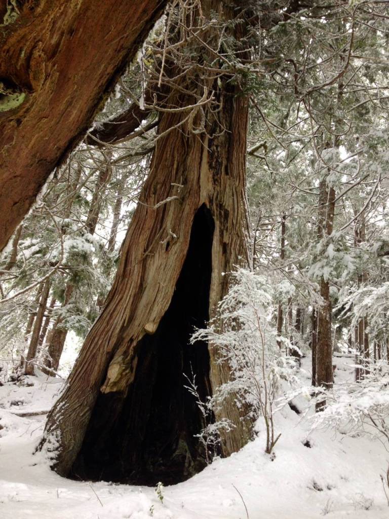 A fire tree in winter in Clover Passage north of Ketchikan. Image courtesy of Henrikson.