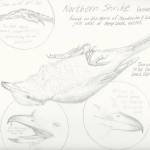 Sketched by artist/naturalist Kathy Hocker