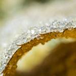 Herring eggs on a hemlock branch. Photo by Bethany Goodrich.