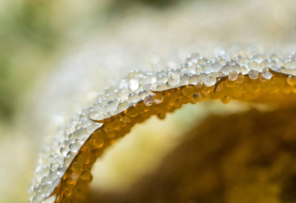 Herring eggs on a hemlock branch. Photo by Bethany Goodrich.