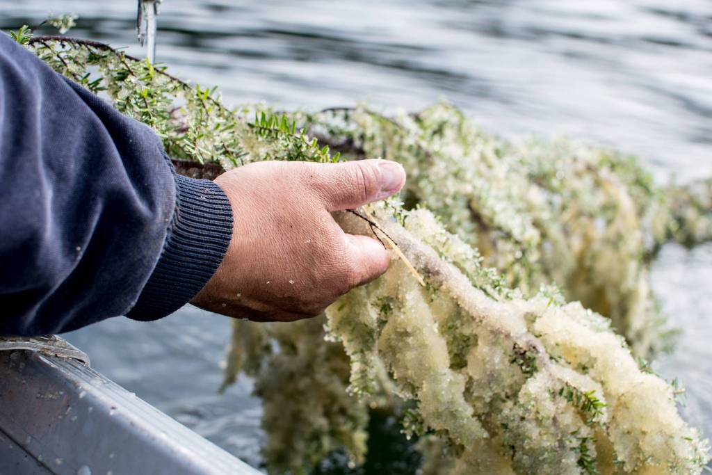 Hemlock branches with herring spawn, haaw, pulled from Crow Pass .Photo by Bethany Goodrich
