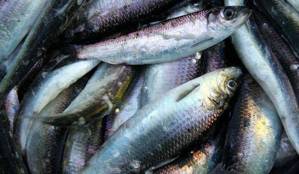 Herring in a fisherman&rsquo;s net. (The Associated Press)
