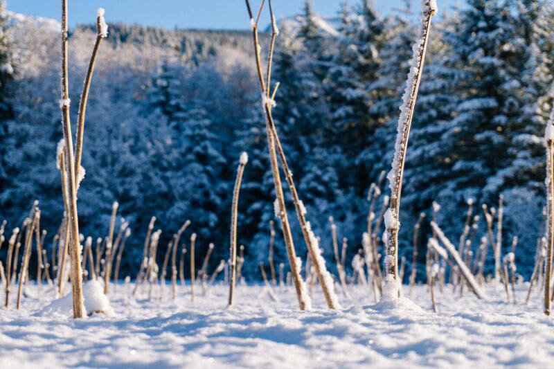 Dried and frozen Indian rhubarb covers the flatlands near Sawmill Creek. (Gabe Donohoe | For the Juneau Empire)