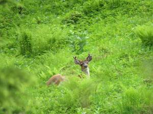 A Sitka blacktail fork-horn. (Bjorn Dihle | For the Juneau Empire)