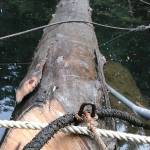 The new log&rsquo;s pointed end is ready to be pushed under the floathouse&rsquo;s brow log. Photo by Tara Neilson