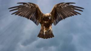 This is not the bird mentioned in this story. (123rf.com Stock Photo)