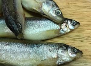 Rainbow smelt shimmer before they&rsquo;re cooked. Photo by Vivian Faith Prescott