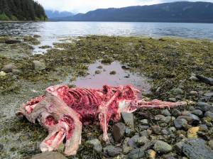 The carcass of a young brown bear that was shot by a hunter. (Photo By Bjorn Dihle)