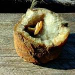 An excavated, cut geode from Southeast Alaska. Image courtesy of Tara Neilson. An excavated, cut geode from Southeast Alaska. Image courtesy of Tara Neilson.