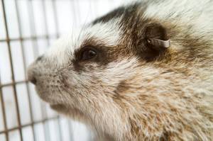 A hoary marmot recovers after being ear tagged during a scientific study. (Courtesy photo | Kelsey Gobroski)