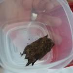 Alaska Department of Fish and Game Wildlife Biologist Tory Rhoads holds a specimen of the so-called &ldquo;little brown bat,&rdquo; Alaska&rsquo;s most populous bat species. (Kevin Gullufsen | Juneau Empire)