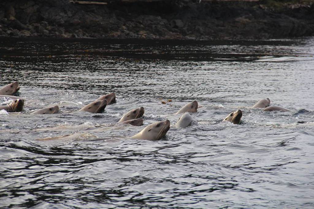 Seals seen during a whale watching tour from a previous Prince of Wales Whalefest. Courtesy image.