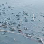 Michael Penn | Juneau Empire Bubbles perculate to the surface along the northern shore of Douglas Island on Jan. 30. Watch a video of the phenomenon online at juneauempire.com.