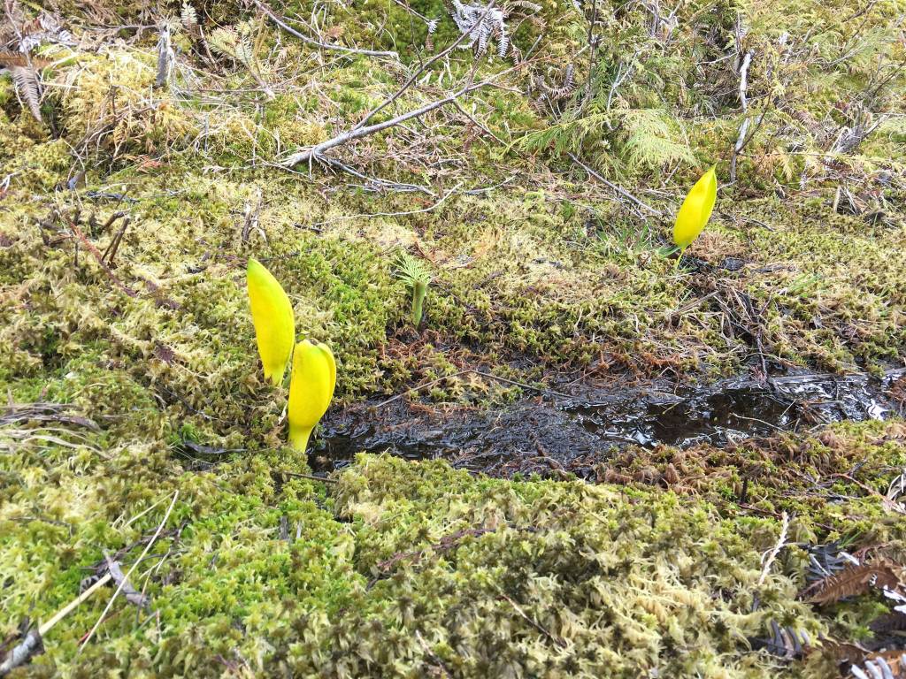 Skunk cabbage. Image courtesy of Vivian Faith Prescott.