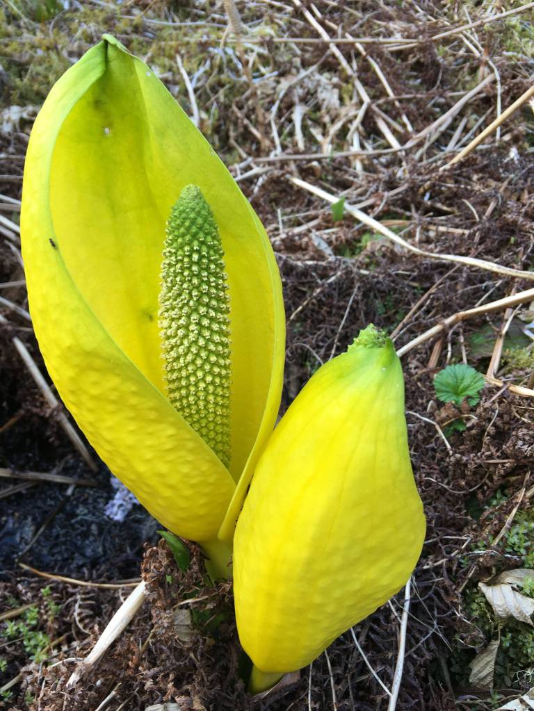 Skunk cabbage. Image courtesy of Vivian Faith Prescott.