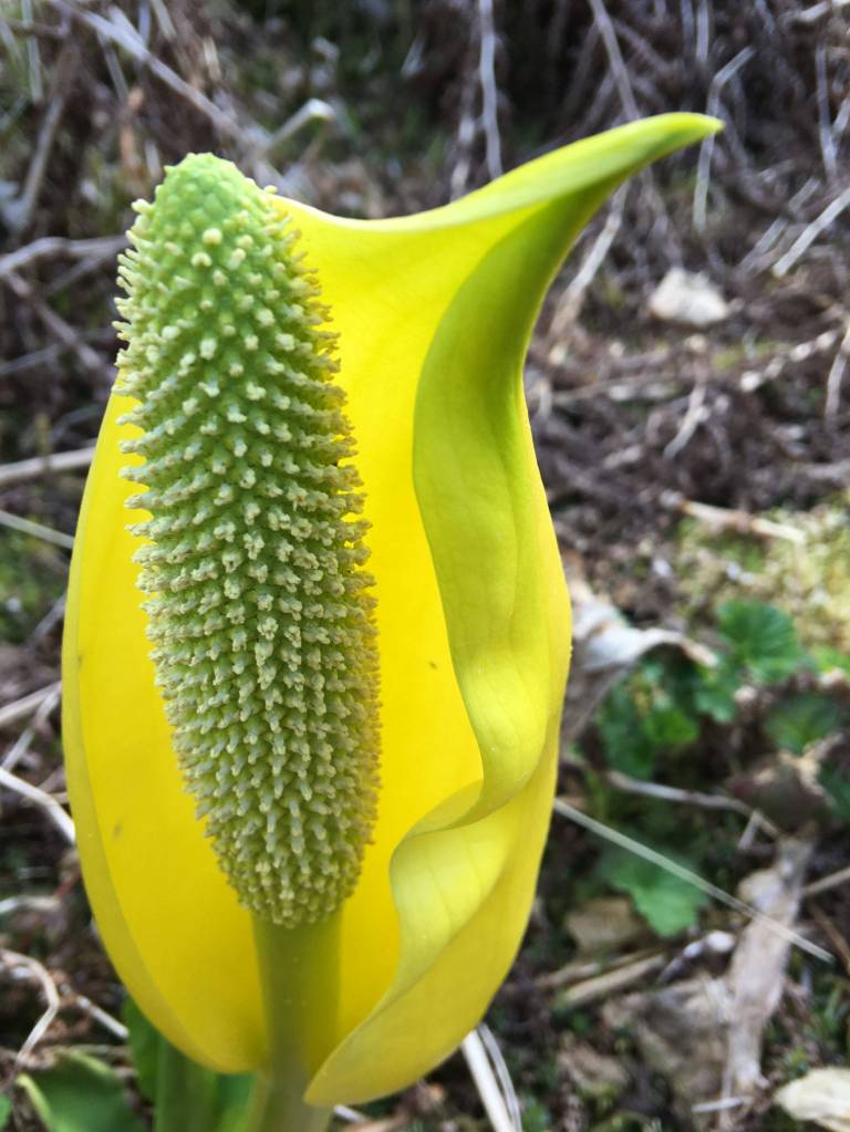 Skunk cabbage. Image courtesy of Vivian Faith Prescott.