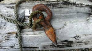 The humble, yet hardworking and epic logging (raft) dog. Photo by Tara Neilson.