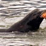 In this April 24, 2008 photo, a sea lion eats a salmon in the Columbia River near Bonneville Dam in North Bonneville, Washington. Two species of fish listed as threatened under the Endangered Species Act are facing a growing challenge in Oregon from hungry sea lions. The federally protected California sea lions are traveling into the Columbia River and its tributaries to snack on fragile fish populations. After a decade killing the hungriest sea lions in one area, wildlife officials now want to expand the program. (Don Ryan | The Associated Press File)