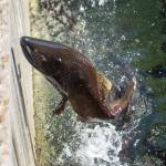 In this Sept. 23, 2015 photo, a spring chinook salmon reaches the end of the run at the McKenzie Hatchery, where mature fish are gathering in an annual fall ritual east of Springfield, Oregon. Wildlife officials in Oregon are trapping California sea lions that have migrated 130 miles inland and then returning them to the Pacific Ocean in trucks because the pinnipeds have been gorging on threatened steelhead and chinook salmon as they spill over fish ladders at key dams. (Brian Davies | The Register-Guard File)