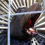 In this March 14 photo, a California sea lion waits to be released into the Pacific Ocean in Newport, Oregon. Two species of fish listed as threatened under the Endangered Species Act are facing a growing challenge in Oregon from hungry sea lions. The federally protected California sea lions are traveling into the Columbia River and its tributaries to snack on fragile fish populations. After a decade killing the hungriest sea lions in one area, wildlife officials now want to expand the program. (Don Ryan | The Associated Press)
