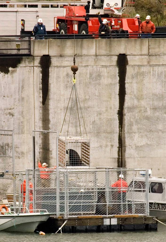 In this his April 23, 2008 photo, a caged sea lion is lifted above the Columbia River near Bonneville Dam in North Bonneville, Washington. Two species of fish listed as threatened under the Endangered Species Act are facing a growing challenge in Oregon from hungry sea lions. The federally protected California sea lions are traveling into the Columbia River and its tributaries to snack on fragile fish populations. After a decade killing the hungriest sea lions in one area, wildlife officials now want to expand the program. (Don Ryan | The Associated Press File)