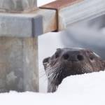 In this March 1, 2017 photo, a river otter sneaks a peek from under the dock at Twin Lakes. (Michael Penn | Juneau Empire File)