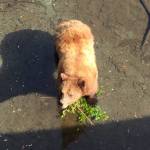 Salmonberry shoot after it&rsquo;s been cleaned. Photo by Vivian Mork Y&