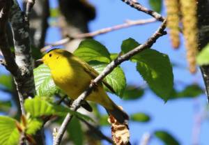Wilson&rsquo;s warbler. Photo by Bill Heard.