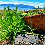 Basket made by Faye Kohrt filled with goose tongue. Vivian Faith Prescott | For the Capital City Weekly