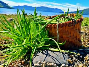 Basket made by Faye Kohrt filled with goose tongue. Vivian Faith Prescott | For the Capital City Weekly