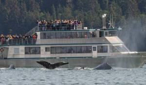 Four humpback whales dive in front of a Allen Marine whale watching boat in August 2015. (Michael Penn | Juneau Empire File)