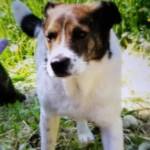 Angie and Eric Larsen&rsquo;s dog Daisy, an 11-year-old mixed breed, was one of three dogs killed by a brown bear recently in Hoonah. (Courtesy photo)