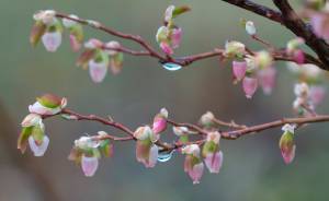 Raindrops dampen blueberry blossoms in Auke Bay on Tuesday, May 1, 2018. (Michael Penn | Juneau Empire)