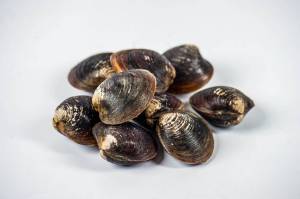 METRO IMAGE CREATIVE LIBRARY